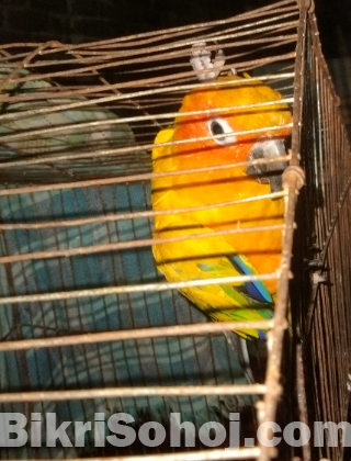 Sun conur (Male)